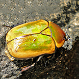 Dischista rufa